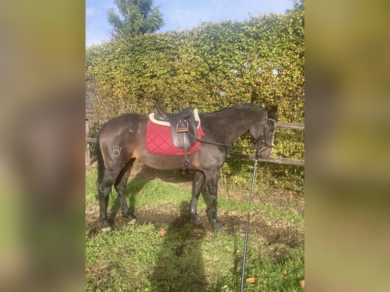 Spaans sportpaard Mix Hengst 12 Jaar 155 cm Donkerbruin in Oirschot