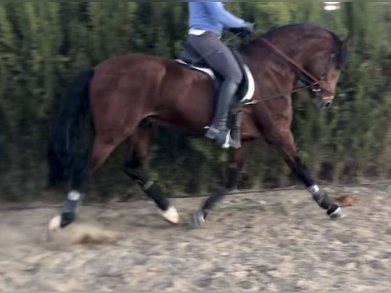 Spaans sportpaard Hengst 12 Jaar 162 cm Roodbruin in Escacena Del Campo