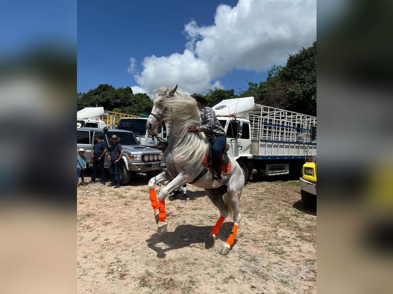 Spaans sportpaard Hengst 12 Jaar Wit in Guatemala City