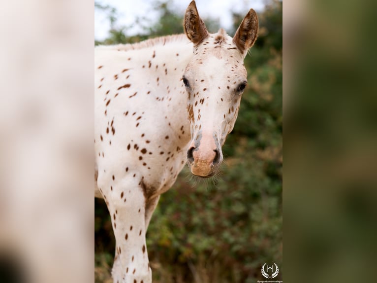 Spaans sportpaard Hengst 1 Jaar 150 cm Appaloosa in Navalperal De Pinares