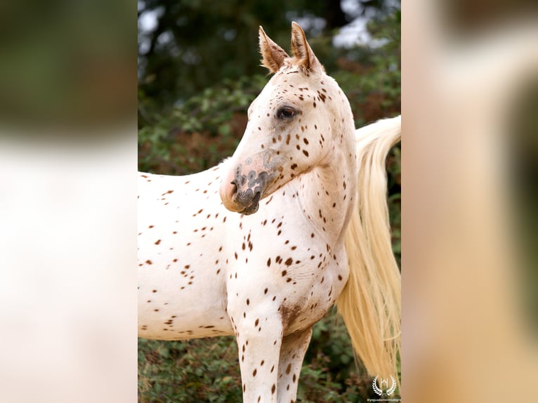 Spaans sportpaard Hengst 1 Jaar 150 cm Appaloosa in Navalperal De Pinares