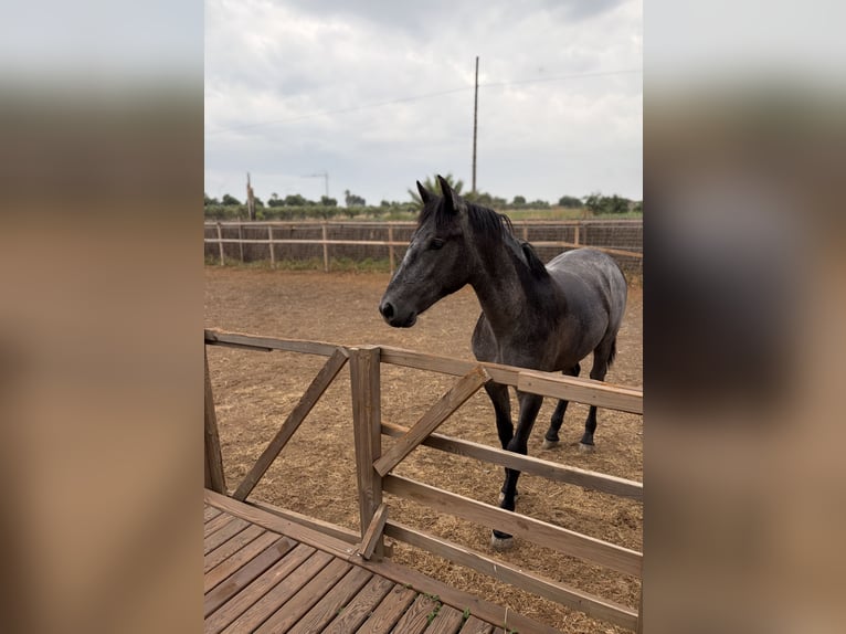 Spaans sportpaard Hengst 1 Jaar 155 cm Schimmel in Reus
