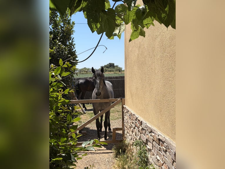 Spaans sportpaard Hengst 1 Jaar 155 cm Schimmel in Reus
