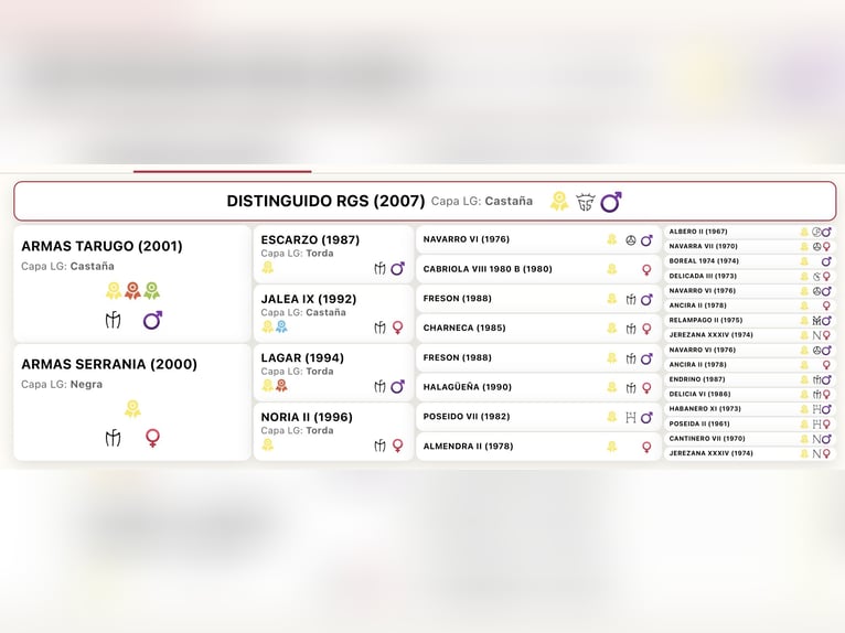 Spaans sportpaard Mix Hengst 1 Jaar 165 cm Bruin in Córdoba