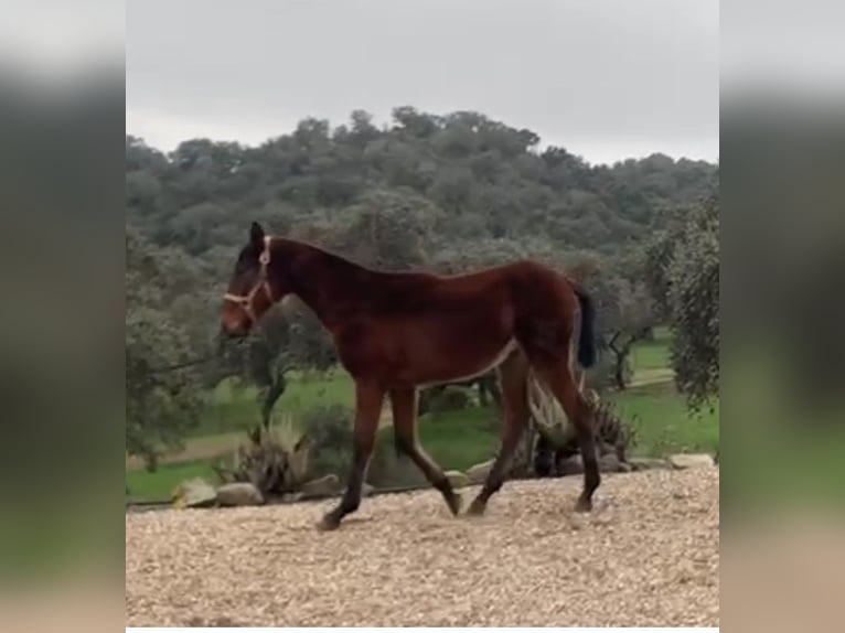 Spaans sportpaard Mix Hengst 1 Jaar 165 cm Bruin in Córdoba