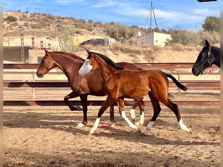 Spaans sportpaard Hengst 1 Jaar 170 cm Bruin in Archena