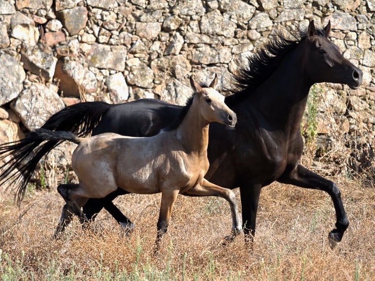 Spaans sportpaard Hengst 1 Jaar Buckskin in NAVAS DEL MADRONO