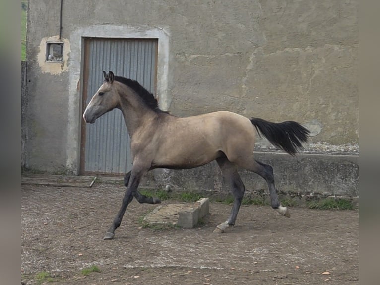 Spaans sportpaard Mix Hengst 1 Jaar Falbe in Salto Del Oso