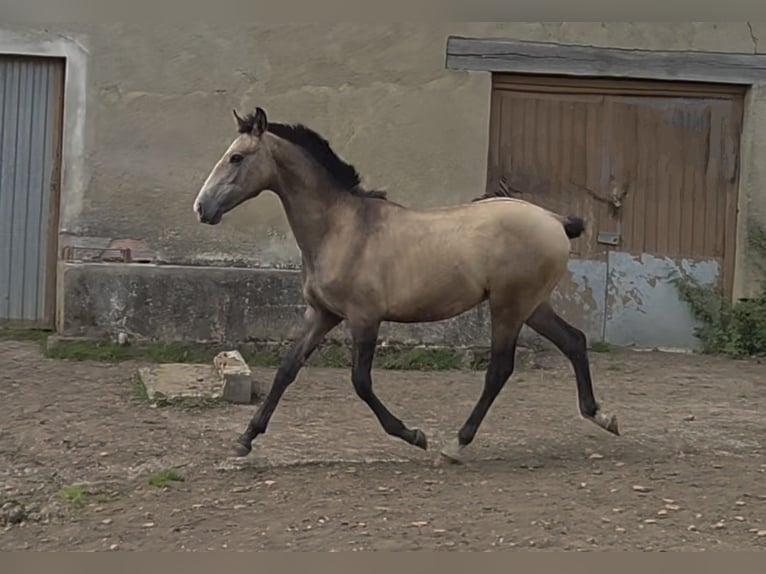Spaans sportpaard Mix Hengst 1 Jaar Falbe in Salto Del Oso