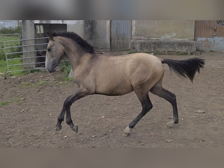 Spaans sportpaard Mix Hengst 1 Jaar Falbe in Salto Del Oso