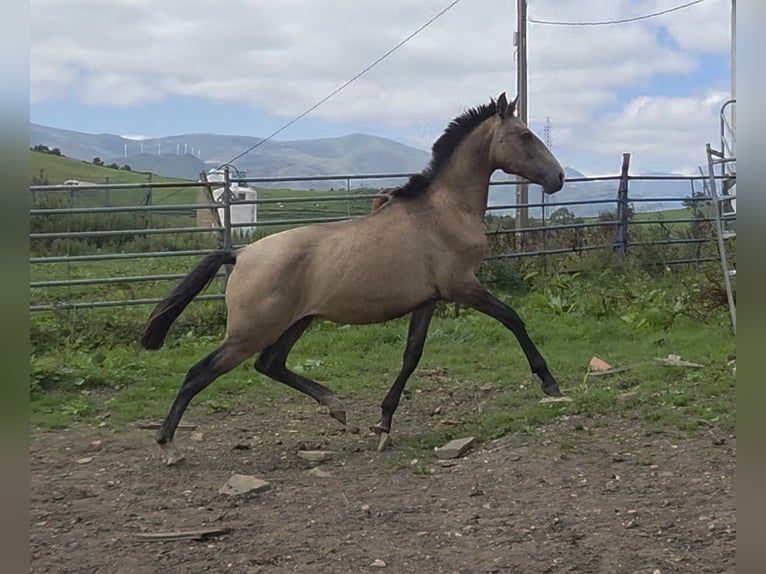 Spaans sportpaard Mix Hengst 1 Jaar Falbe in Salto Del Oso