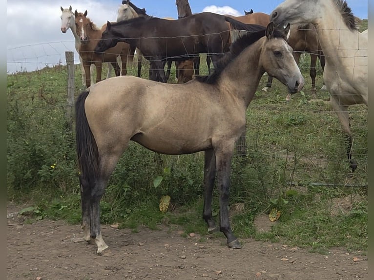 Spaans sportpaard Mix Hengst 1 Jaar Falbe in Salto Del Oso
