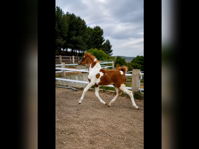 Spaans sportpaard Hengst 1 Jaar Gevlekt-paard in Albacete