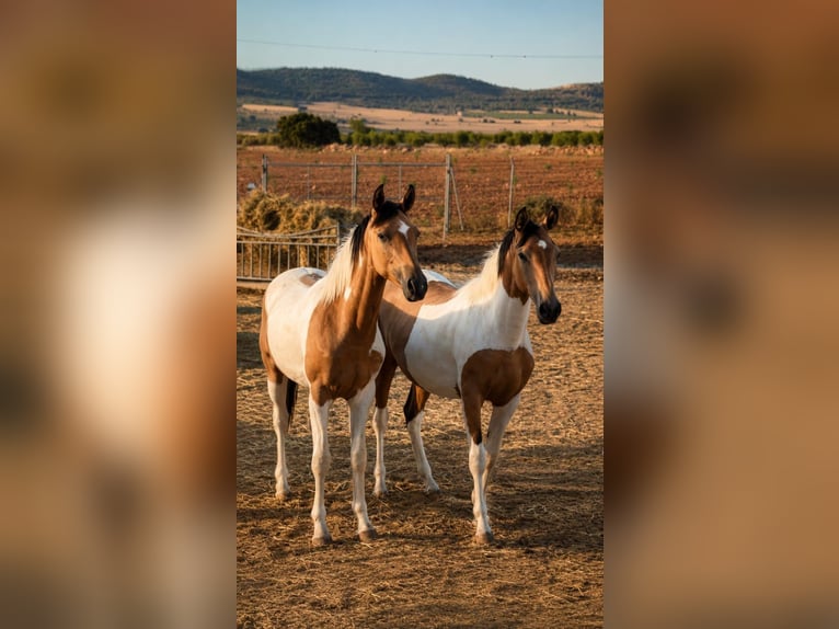 Spaans sportpaard Hengst 1 Jaar Gevlekt-paard in Albacete