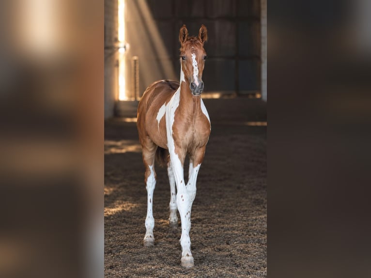 Spaans sportpaard Hengst 1 Jaar Gevlekt-paard in Albacete
