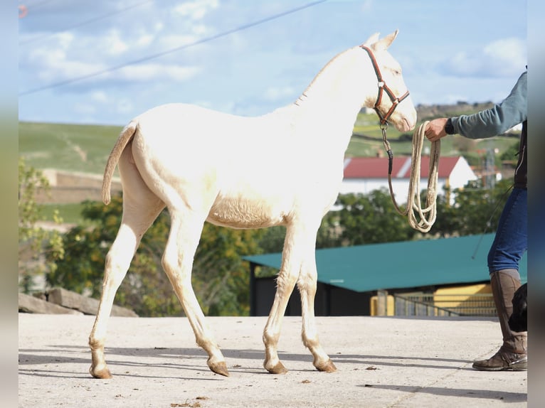 Spaans sportpaard Hengst 1 Jaar Pearl in NAVAS DEL MADRONO