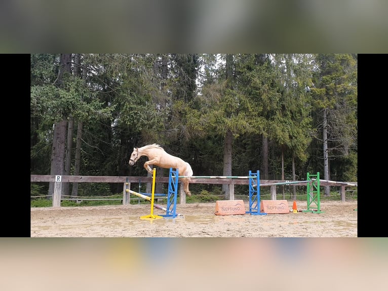 Spaans sportpaard Hengst 2 Jaar 165 cm Palomino in Nowy targ