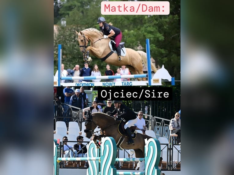 Spaans sportpaard Hengst 2 Jaar 165 cm Palomino in Nowy targ