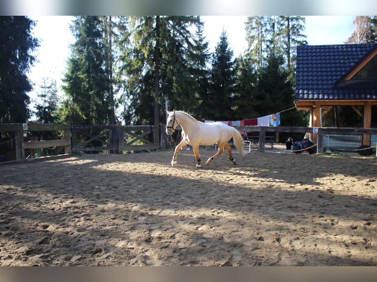 Spaans sportpaard Hengst 2 Jaar 167 cm Palomino in Nowy targ