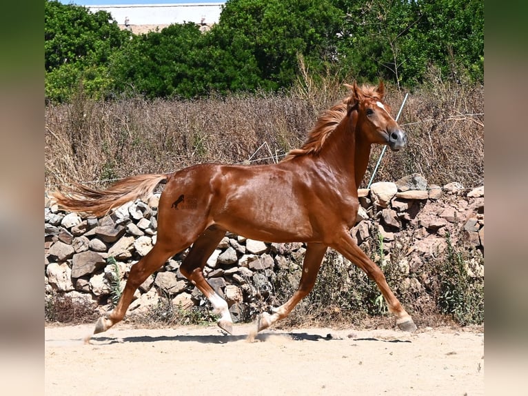 Spaans sportpaard Hengst 2 Jaar 170 cm Vos in Menorca