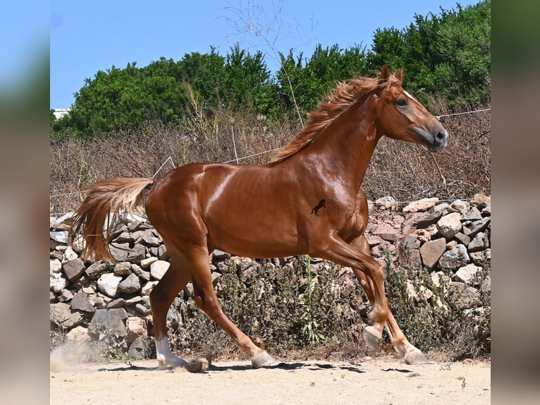 Spaans sportpaard Hengst 2 Jaar 170 cm Vos in Menorca