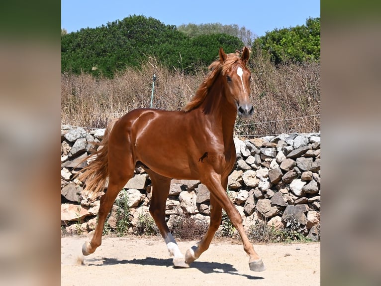 Spaans sportpaard Hengst 2 Jaar 170 cm Vos in Menorca
