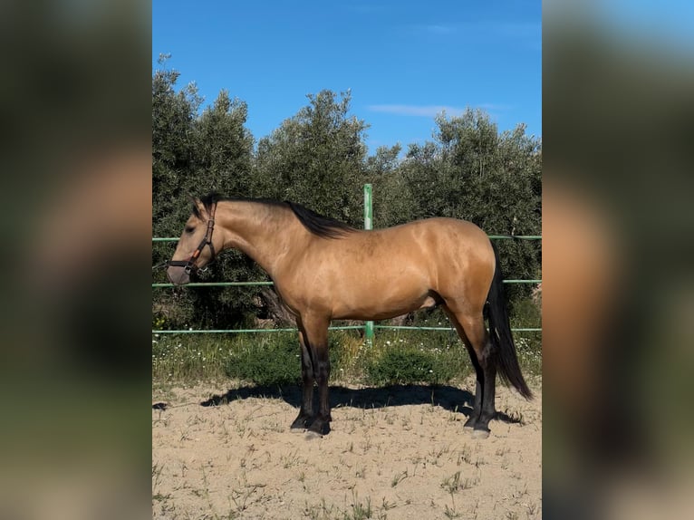 Spaans sportpaard Hengst 2 Jaar Falbe in Barcelona