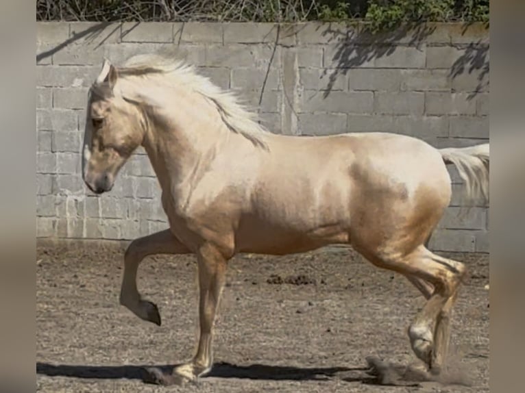 Spaans sportpaard Hengst 2 Jaar Palomino in Eyragues
