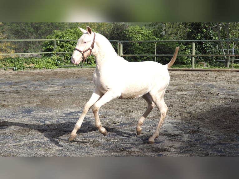 Spaans sportpaard Hengst 2 Jaar Pearl in NAVAS DEL MADRONO