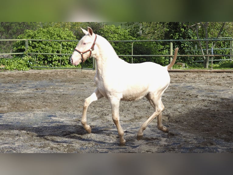 Spaans sportpaard Hengst 2 Jaar Pearl in NAVAS DEL MADRONO