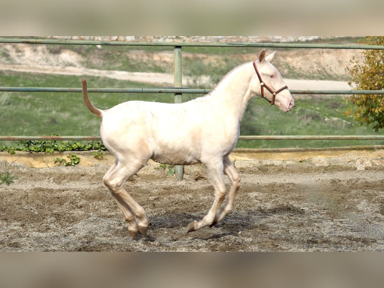 Spaans sportpaard Hengst 2 Jaar Pearl in NAVAS DEL MADRONO