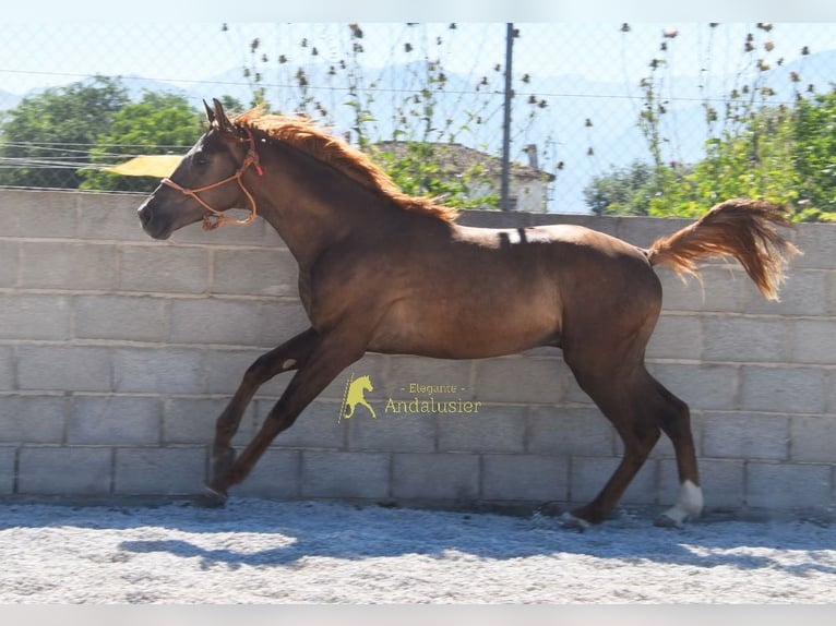 Spaans sportpaard Hengst 3 Jaar 153 cm Donkere-vos in Provinz Granada