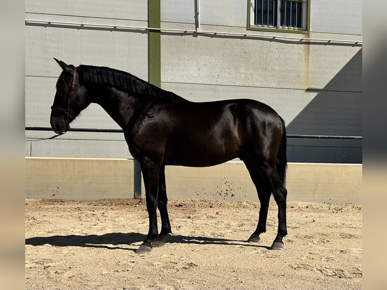 Spaans sportpaard Hengst 3 Jaar 155 cm Zwart in Vegas Altas