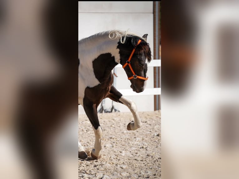 Spaans sportpaard Hengst 3 Jaar 162 cm Tobiano-alle-kleuren in Rafelguaraf