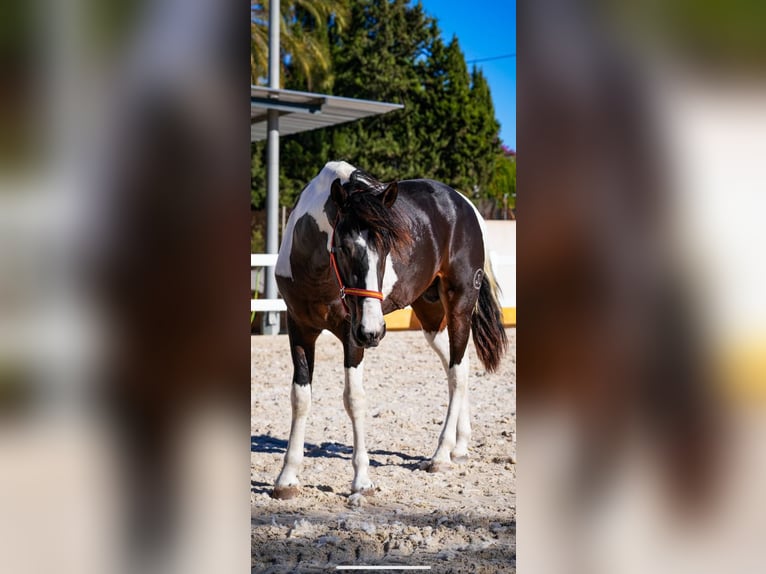 Spaans sportpaard Hengst 3 Jaar 162 cm Tobiano-alle-kleuren in Rafelguaraf