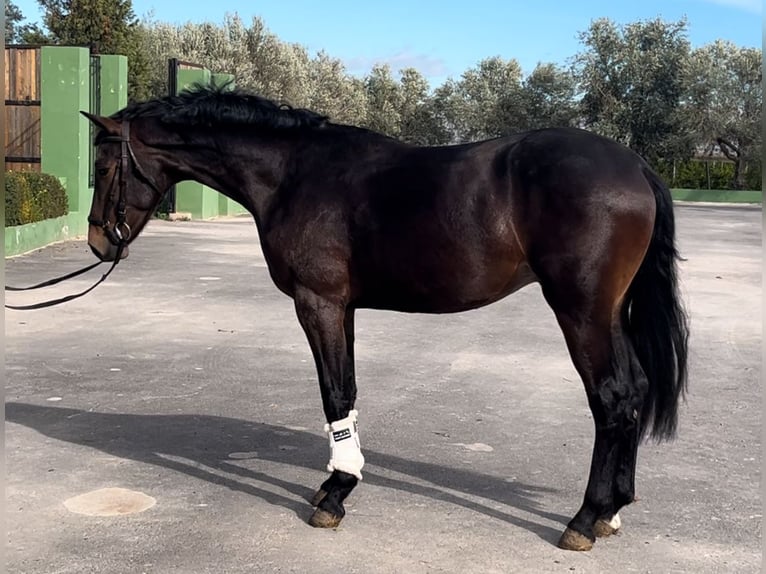 Spaans sportpaard Hengst 3 Jaar 167 cm Donkerbruin in Alquerias De Santa Barbara