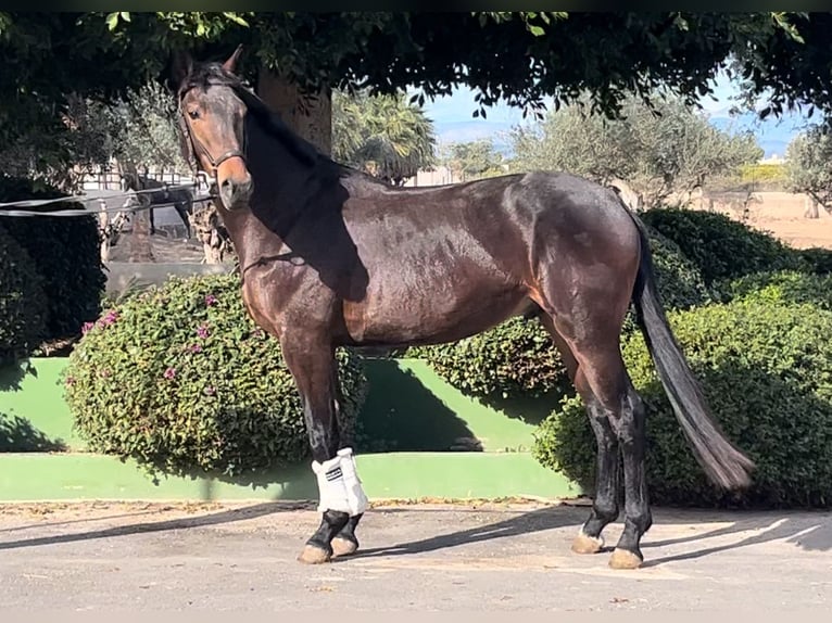 Spaans sportpaard Hengst 3 Jaar 167 cm Donkerbruin in Alquerias De Santa Barbara