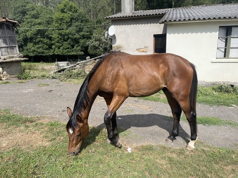 Spaans sportpaard Hengst 3 Jaar 170 cm Brauner in Abegondo