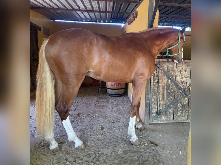 Spaans sportpaard Hengst 3 Jaar 171 cm Vos in Alhaurín de la Torre