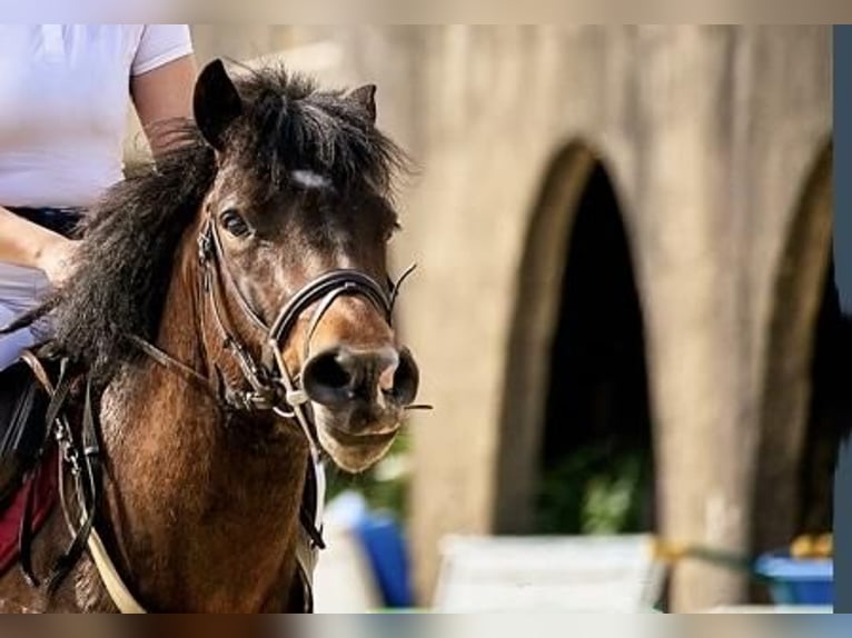 Spaans sportpaard Mix Hengst 4 Jaar 137 cm Donkerbruin in Barreira (Santa Maria De Toras-Laracha)