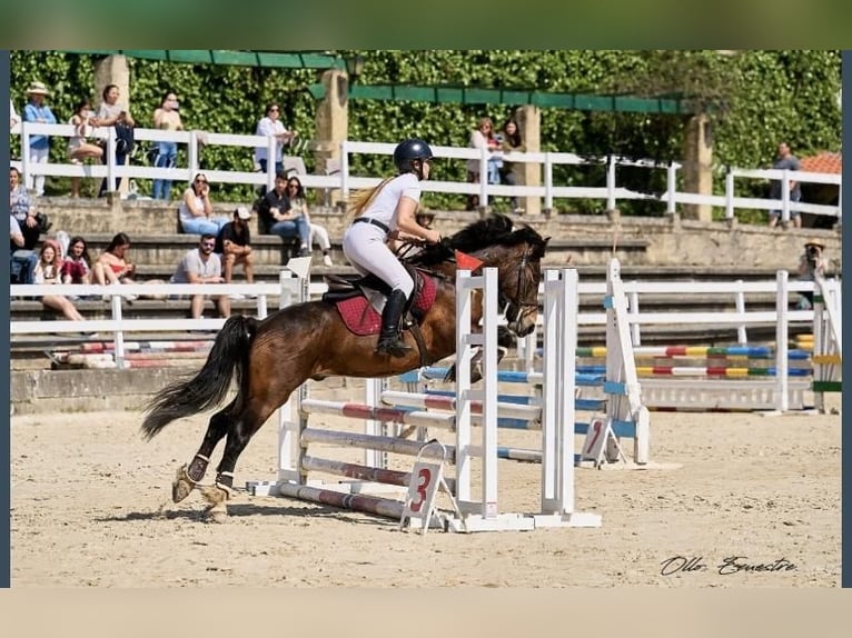 Spaans sportpaard Mix Hengst 4 Jaar 137 cm Donkerbruin in Barreira (Santa Maria De Toras-Laracha)
