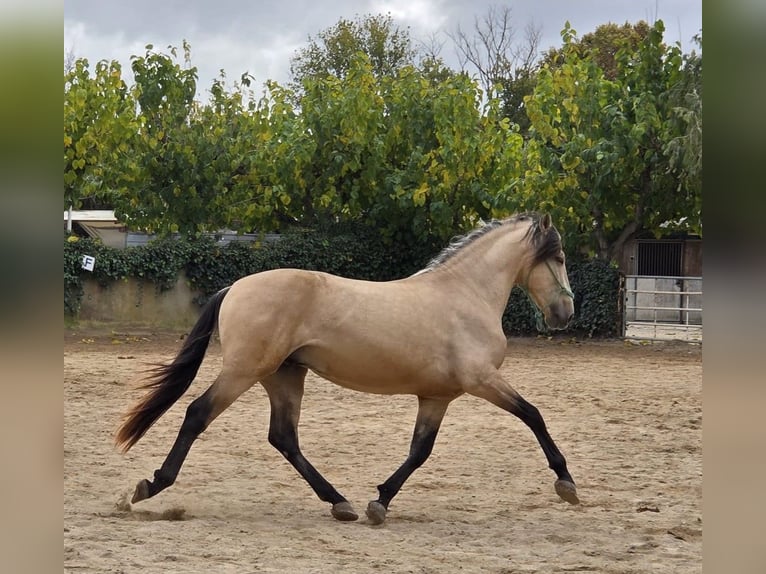 Spaans sportpaard Hengst 4 Jaar 156 cm in Barcelona