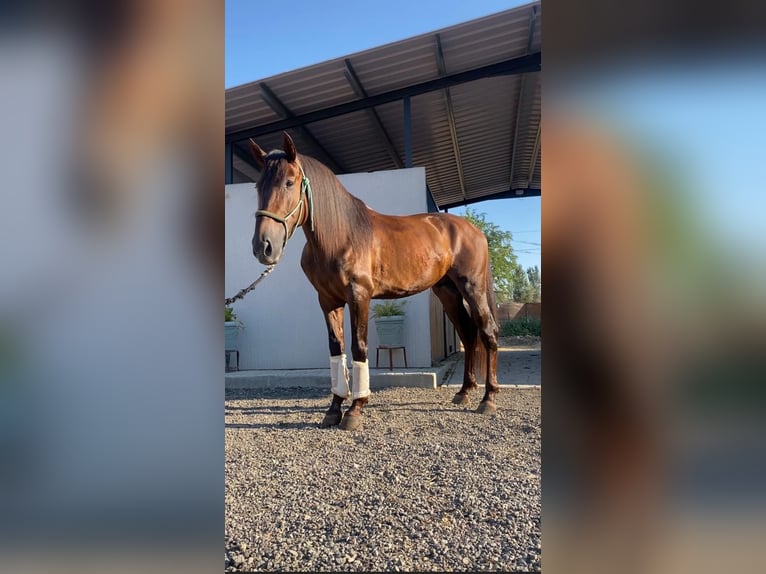 Spaans sportpaard Hengst 4 Jaar 160 cm Roodvos in Benameji