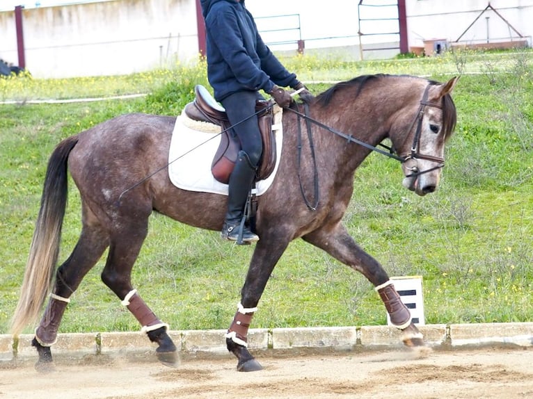 Spaans sportpaard Hengst 4 Jaar 160 cm Schimmel in NAVAS DEL MADRONO