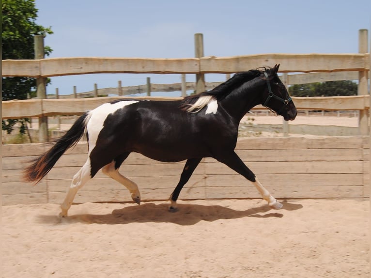 Spaans sportpaard Hengst 4 Jaar 163 cm Gevlekt-paard in Algaida