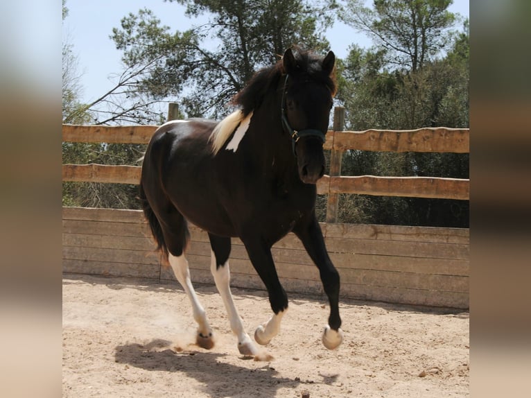 Spaans sportpaard Hengst 4 Jaar 163 cm Gevlekt-paard in Algaida