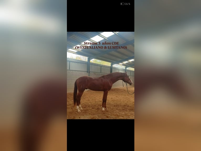 Spaans sportpaard Hengst 4 Jaar 165 cm Vos in El Escorial