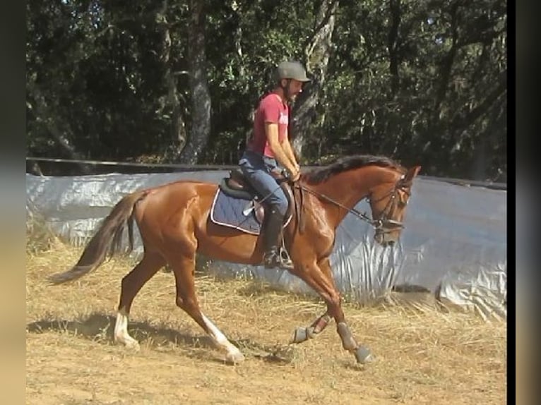 Spaans sportpaard Hengst 4 Jaar 166 cm Vos in Ponferrada