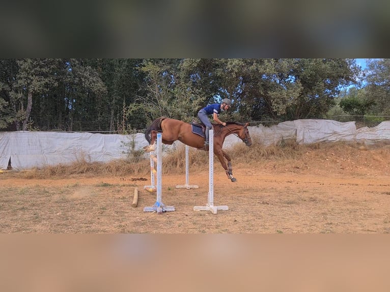 Spaans sportpaard Hengst 4 Jaar 166 cm Vos in Ponferrada