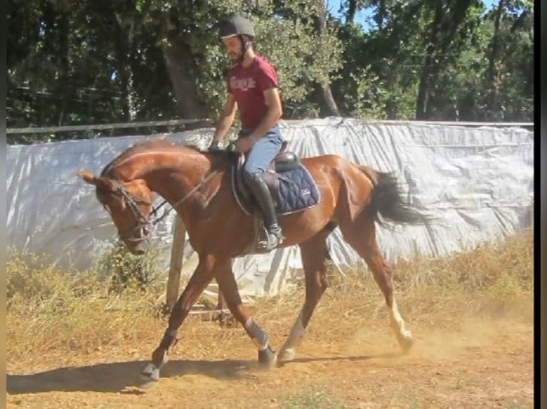 Spaans sportpaard Hengst 4 Jaar 166 cm Vos in Ponferrada